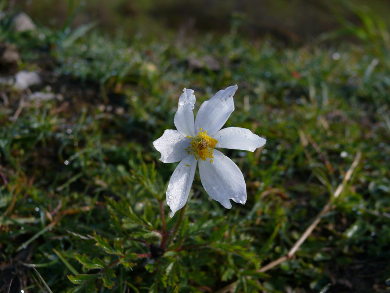 Pulsatilla alpina